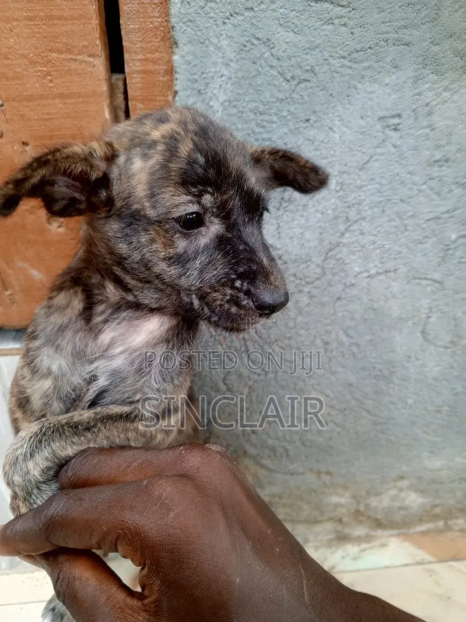 1-3 months Male Mixed Breed Dog