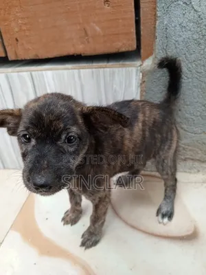 1-3 months Male Mixed Breed Dog