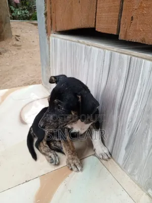 1-3 months Male Mixed Breed Dog