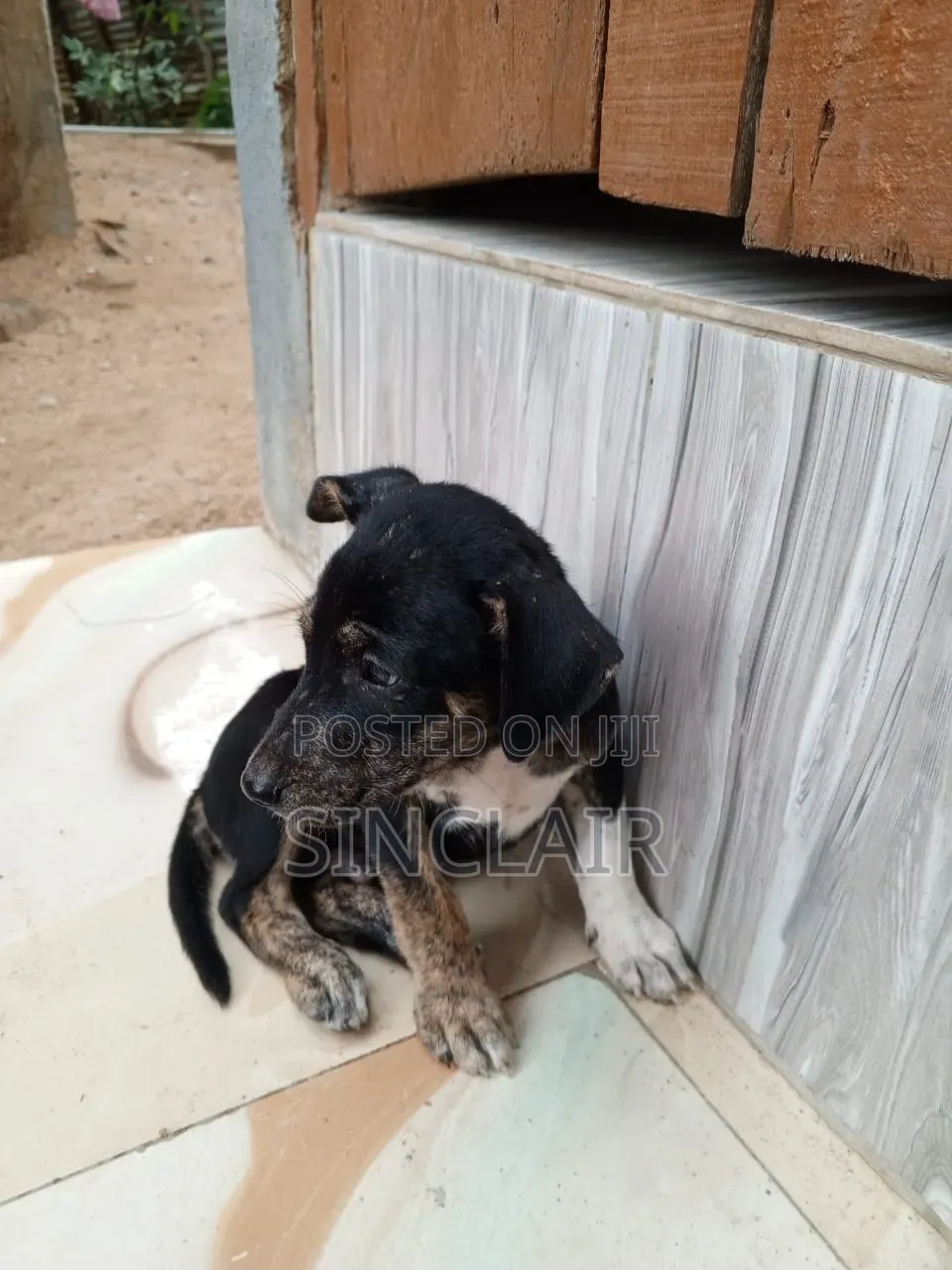 1-3 months Male Mixed Breed Dog