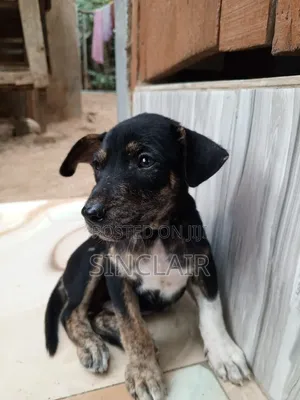 1-3 months Male Mixed Breed Dog