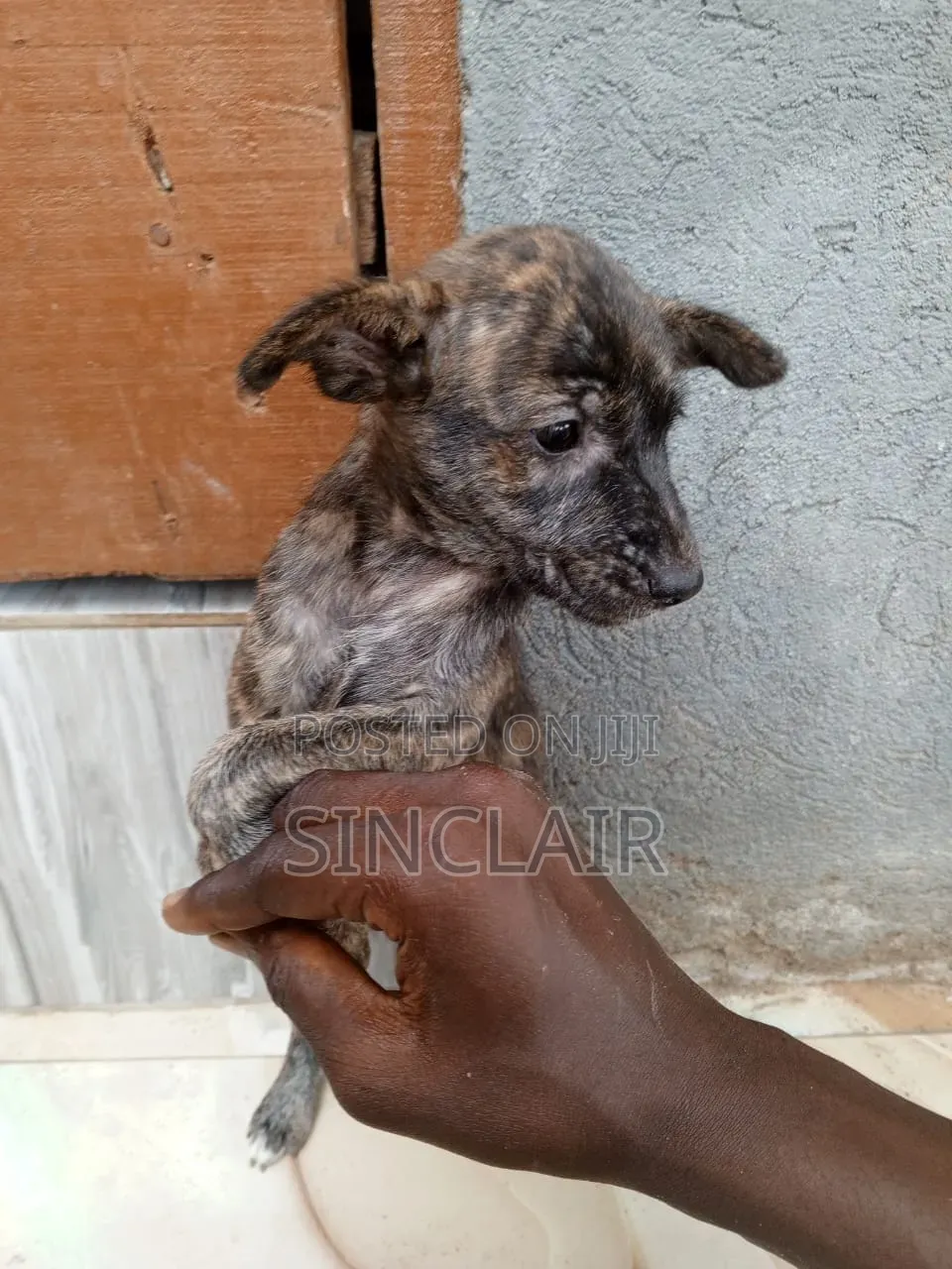 1-3 months Male Mixed Breed Dog