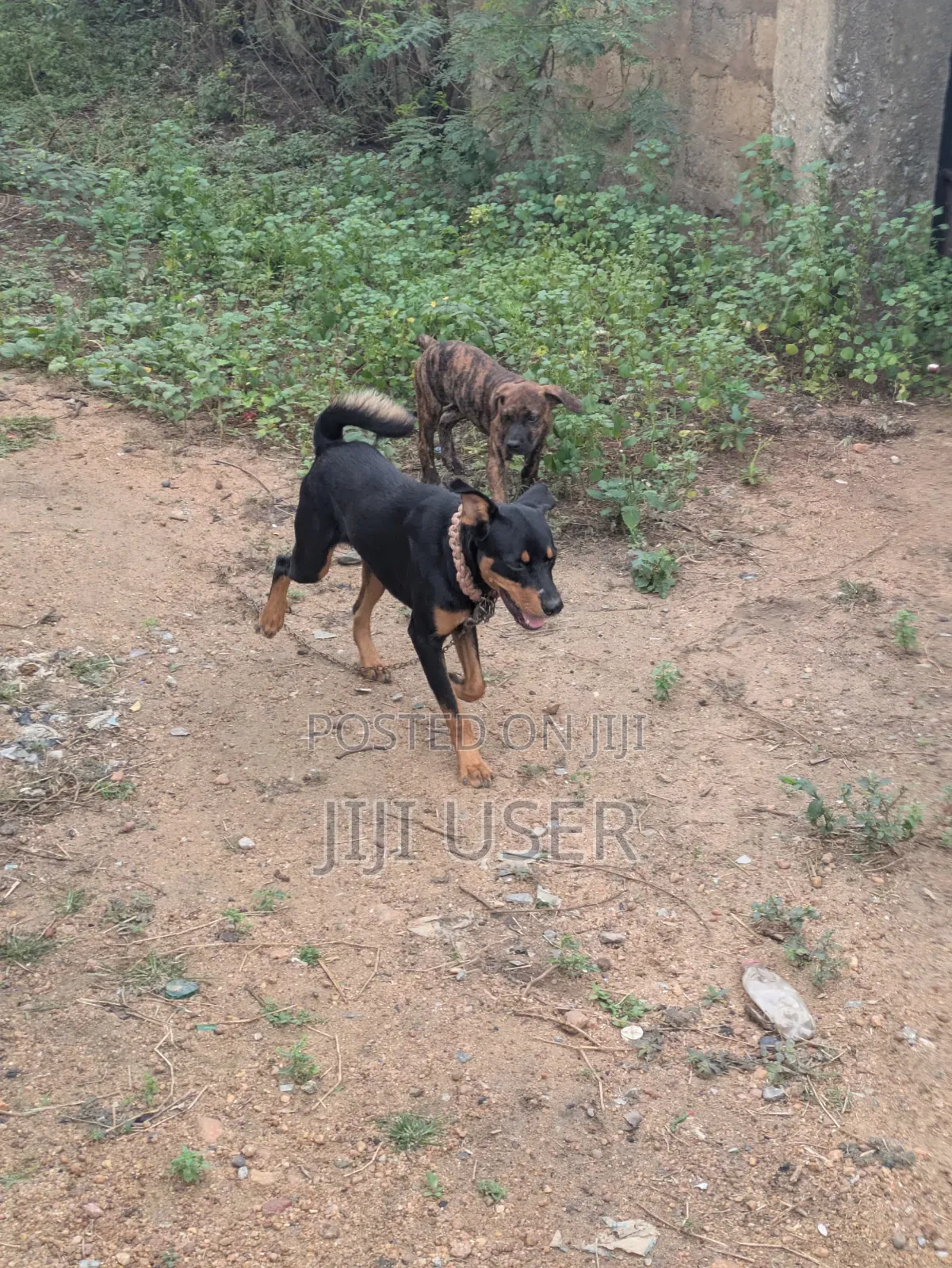 6-12 months Male Mixed Breed Dog