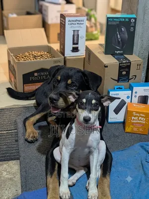 6-12 months Male Mixed Breed Dog