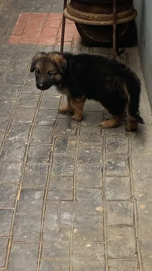 1-3 months Male Purebred German Shepherd