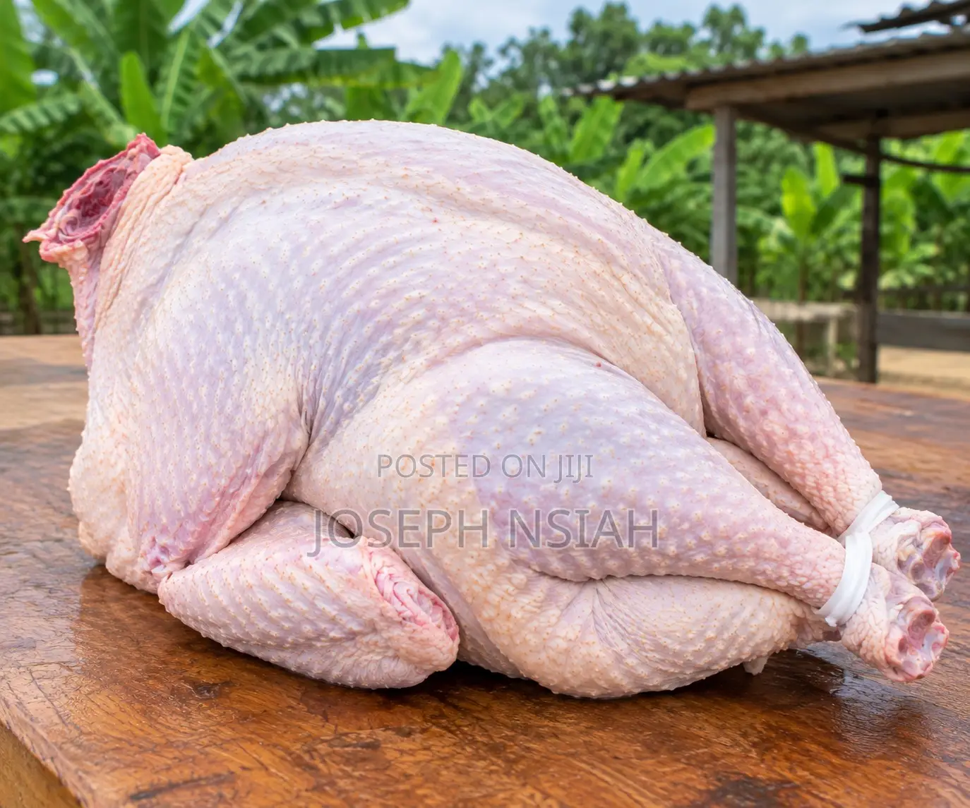 Fresh Organic Turkey Meat Dressed