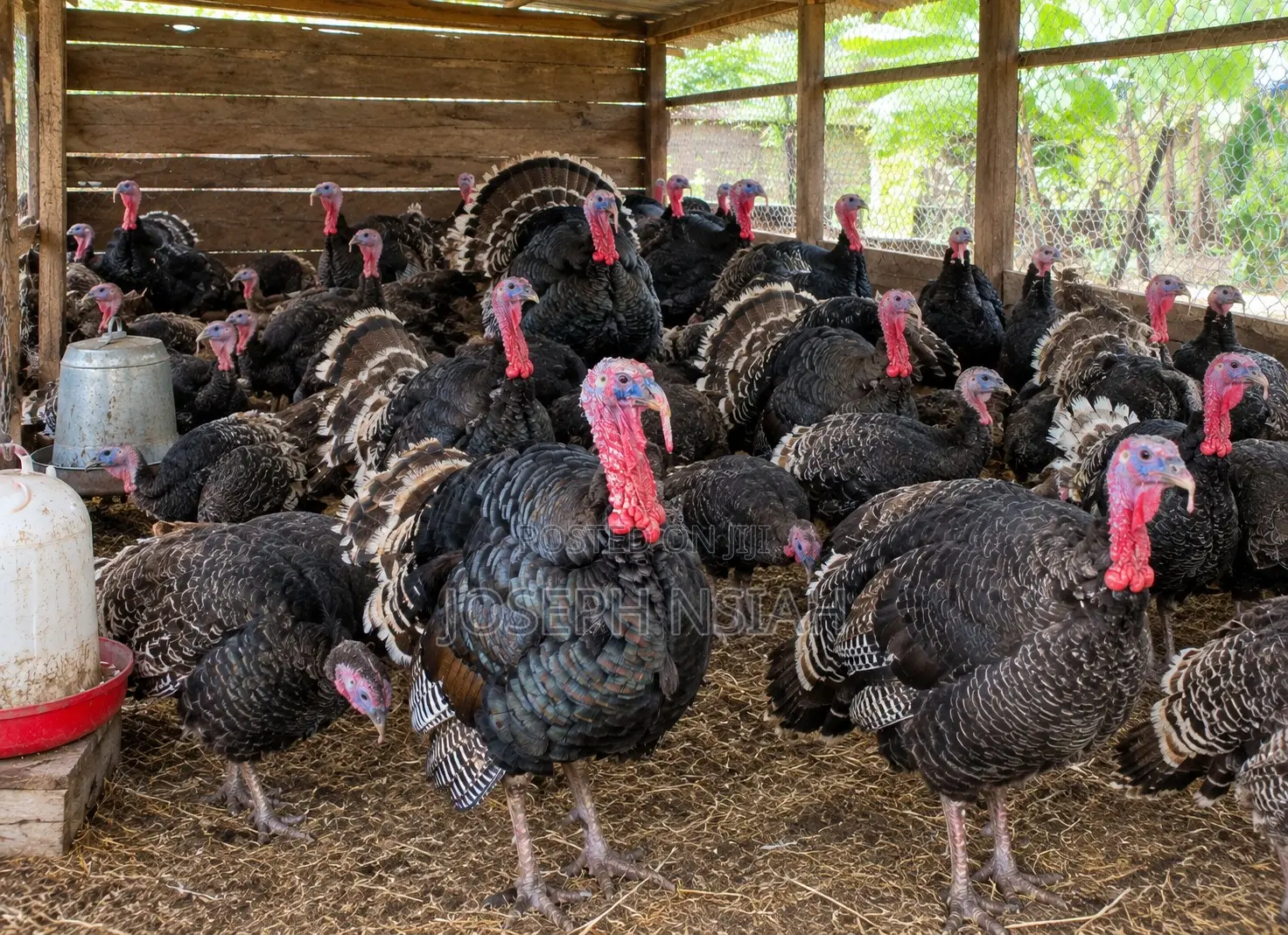 Fresh Organic Turkey Meat Dressed
