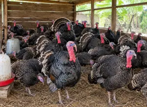 Fresh Organic Turkey Meat Dressed