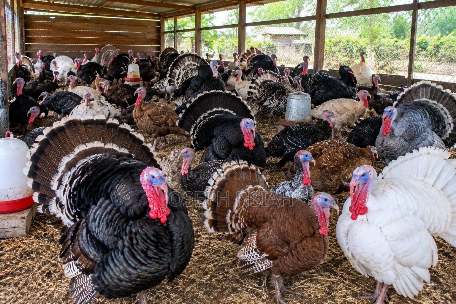 Fresh Organic Turkey Meat Dressed