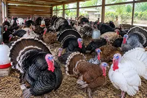 Fresh Organic Turkey Meat Dressed