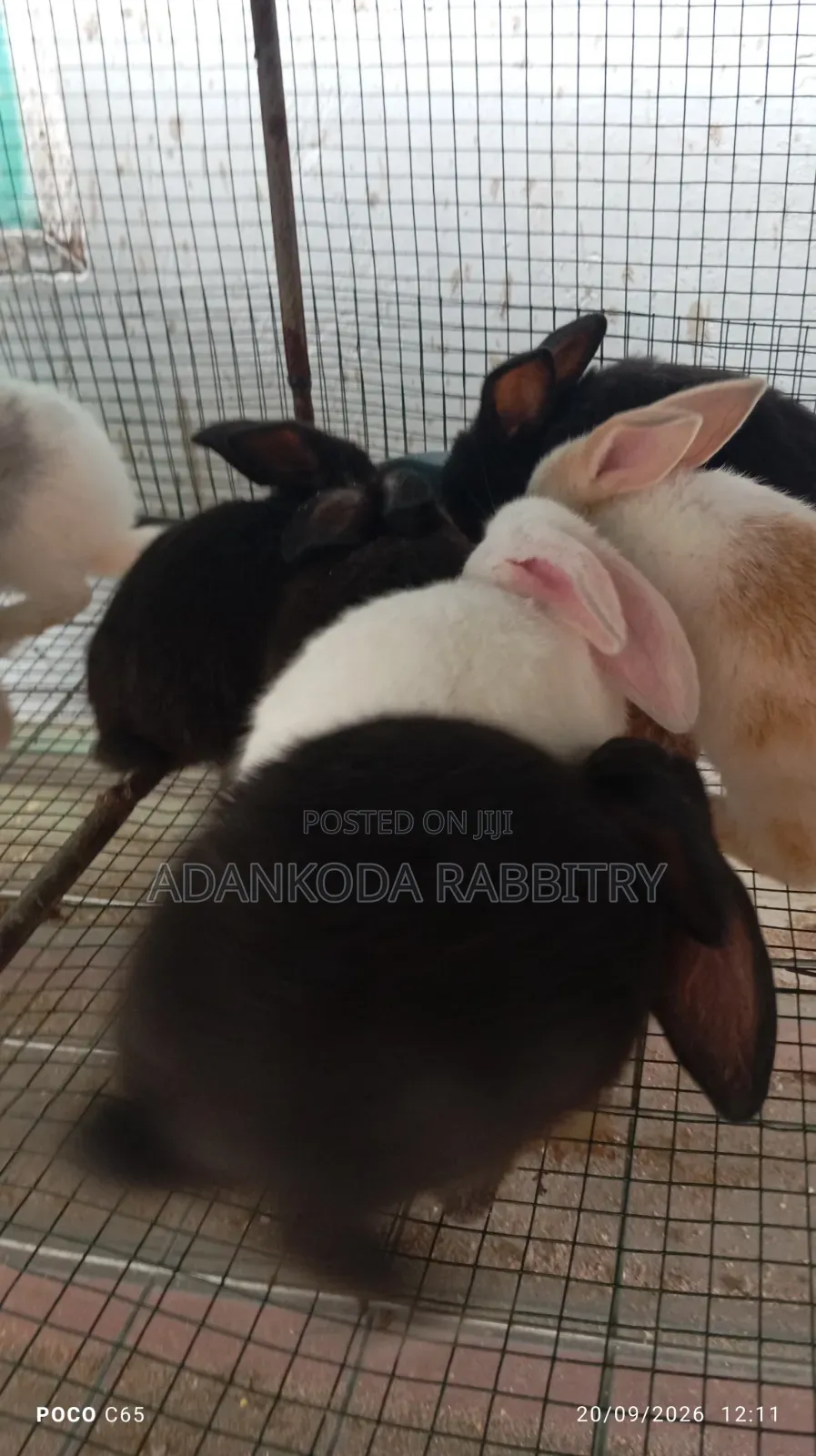 Promotion! Rabbit Sale
