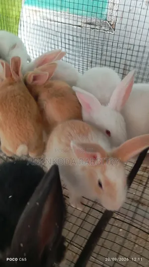Promotion! Rabbit Sale