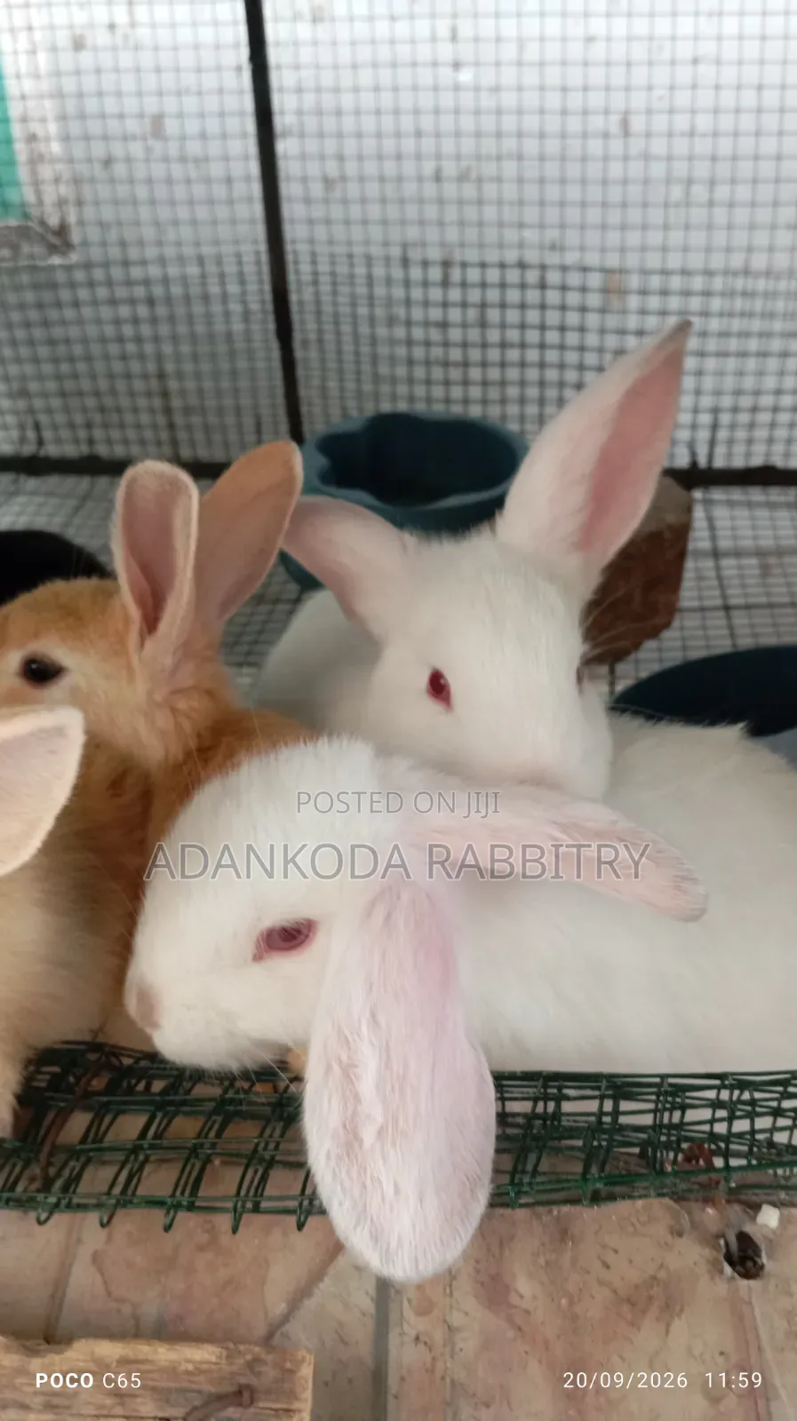 Promotion! Rabbit Sale