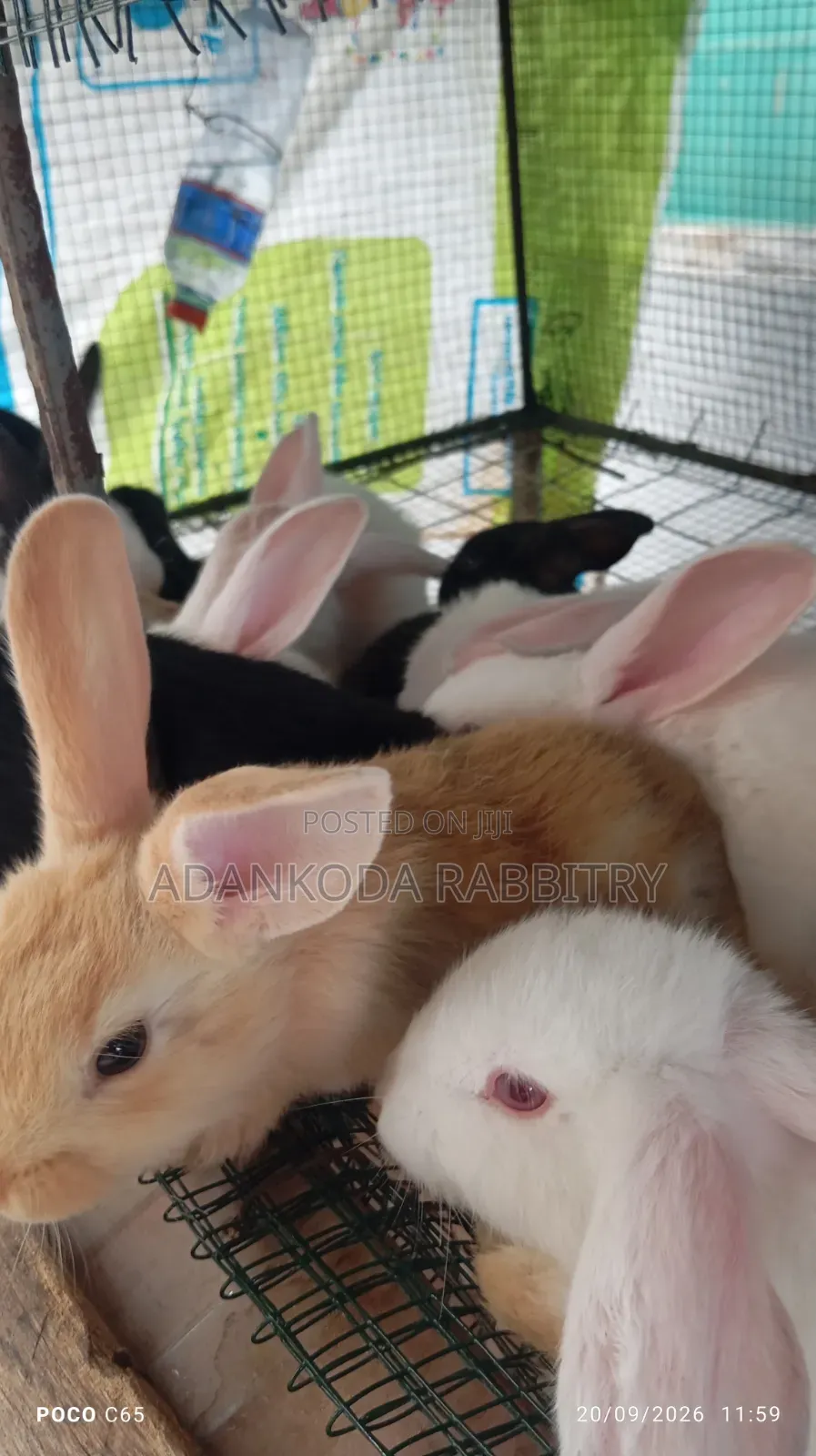 Promotion! Rabbit Sale