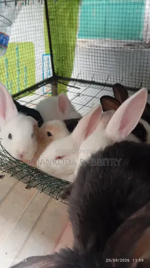 Promotion! Rabbit Sale