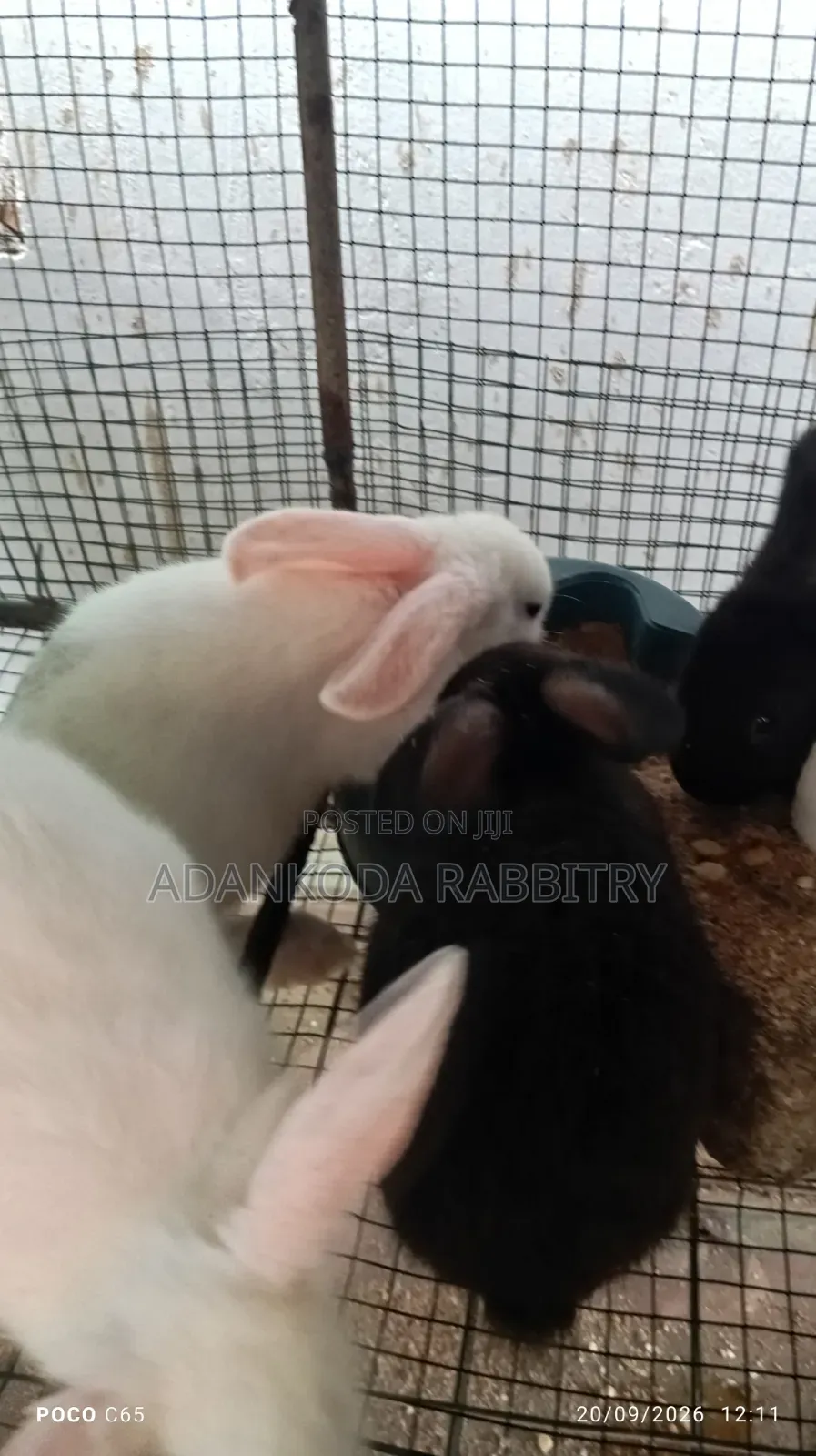 Promotion! Rabbit Sale