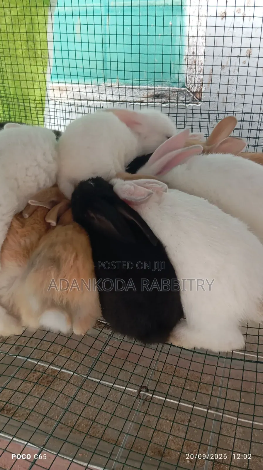 Promotion! Rabbit Sale