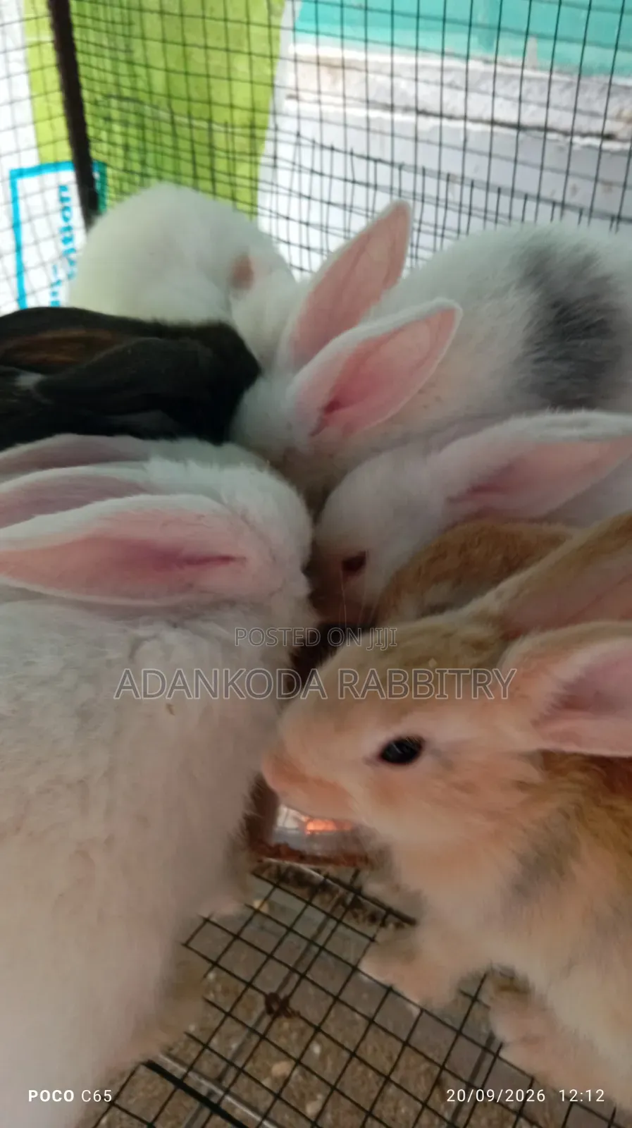 Promotion! Rabbit Sale