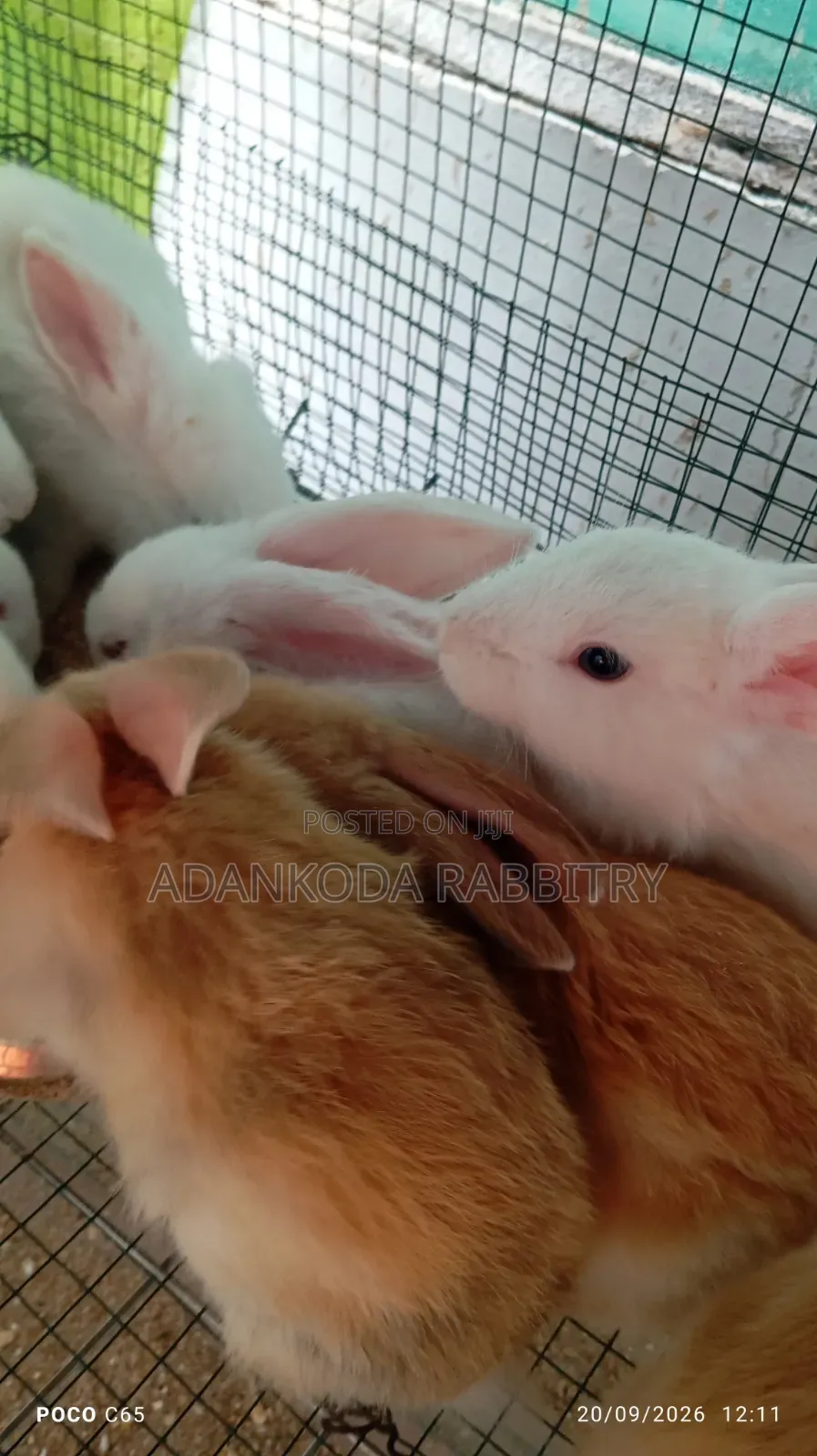 Promotion! Rabbit Sale