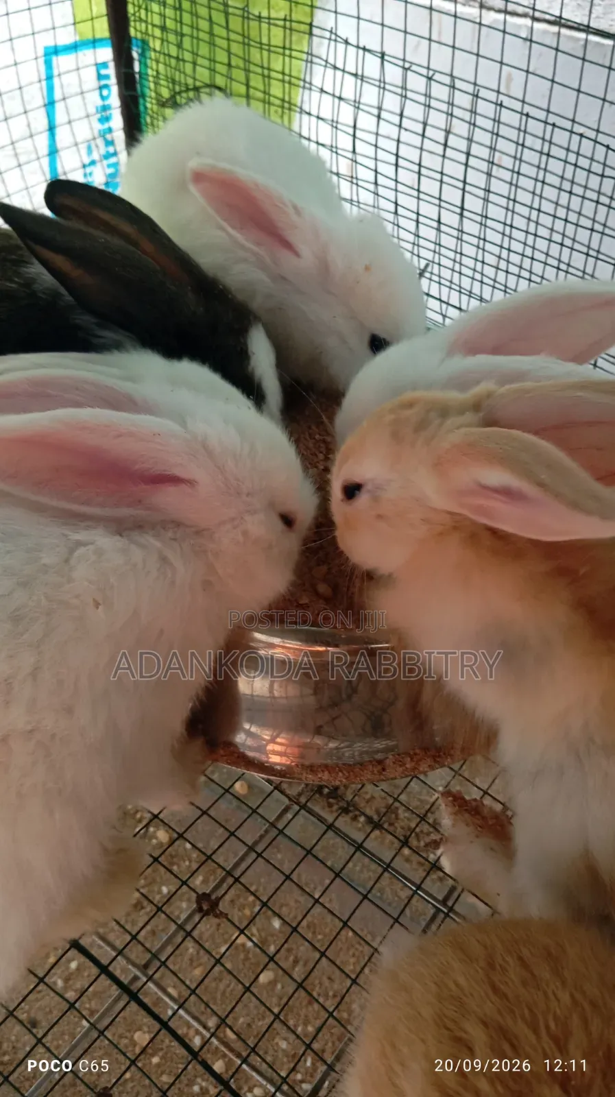Promotion! Rabbit Sale