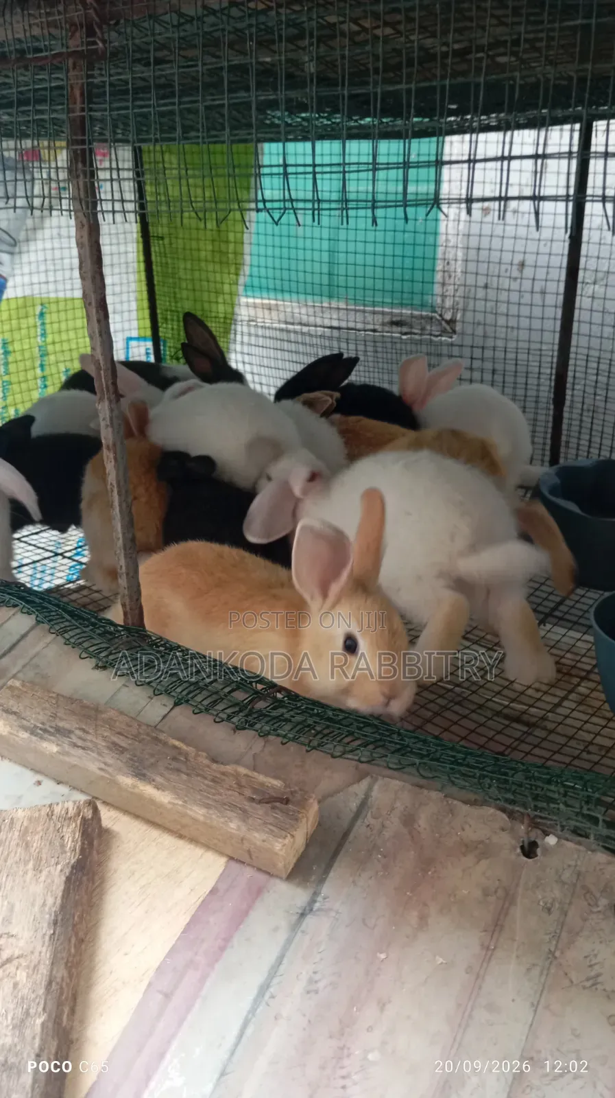 Promotion! Rabbit Sale