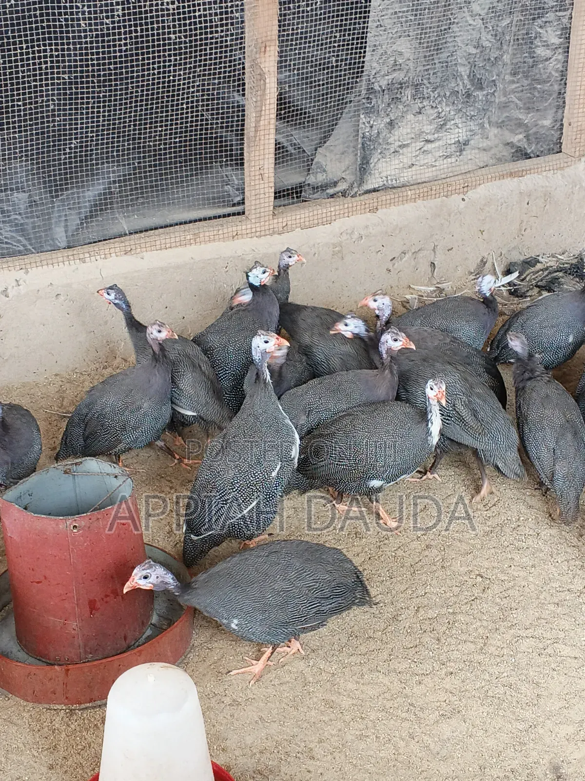 Guinea Fowl