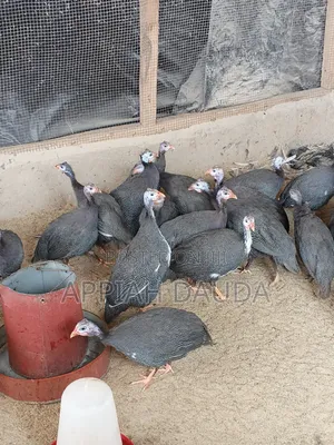 Guinea Fowl