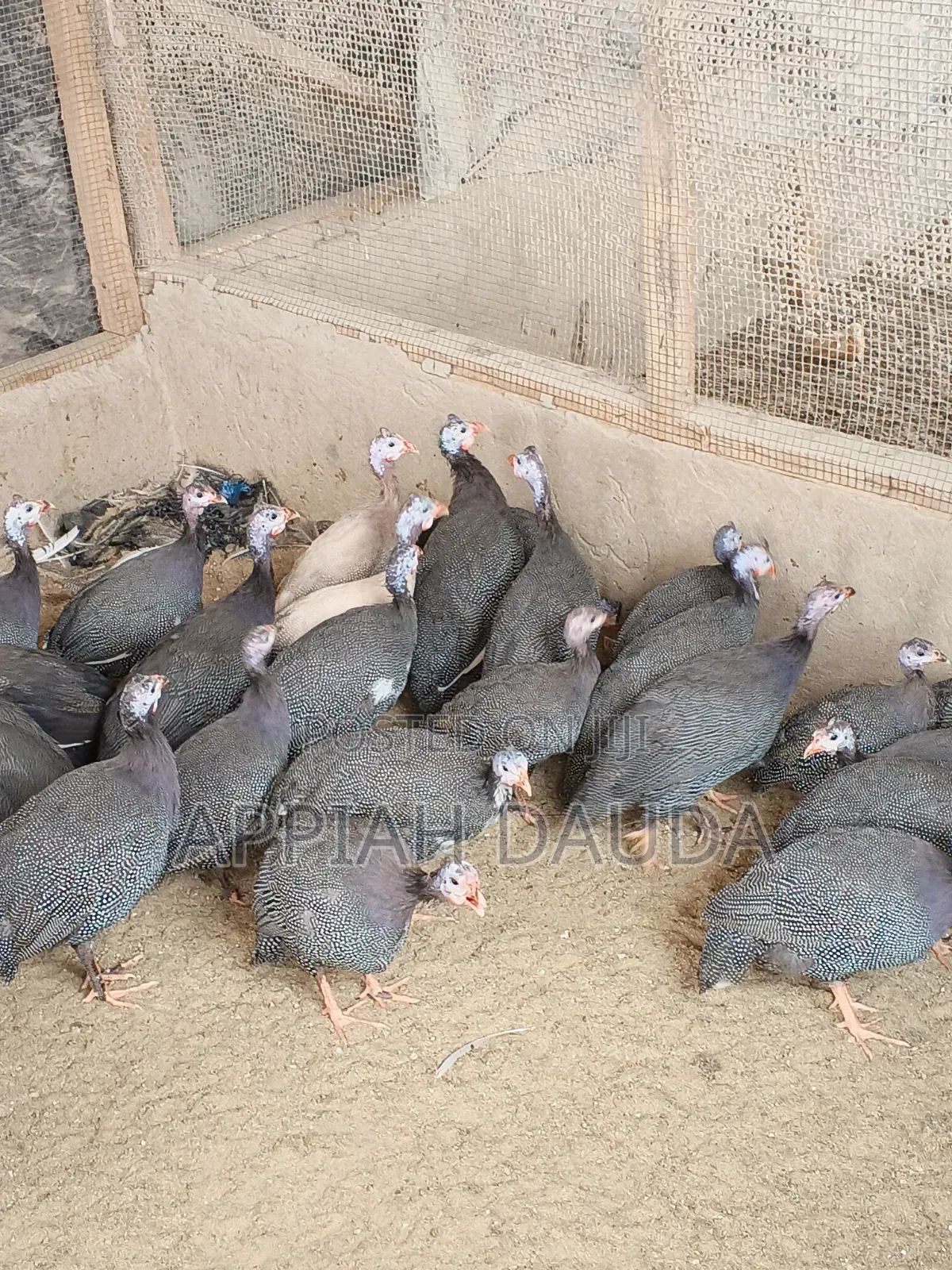 Guinea Fowl