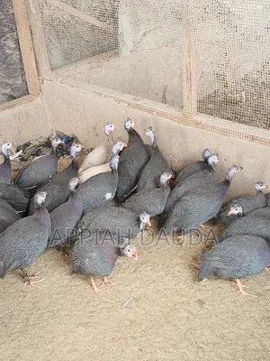 Guinea Fowl