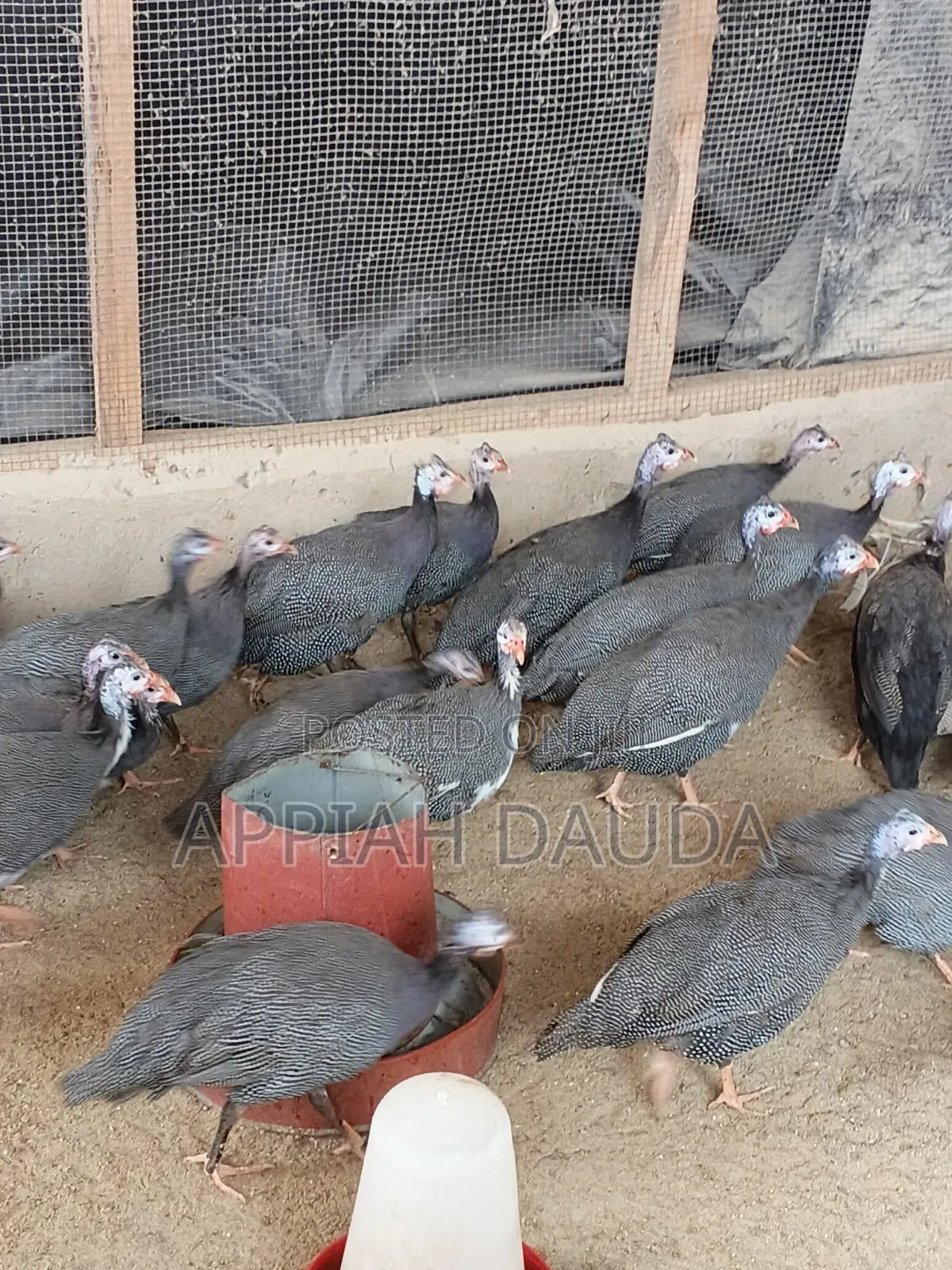 Guinea Fowl