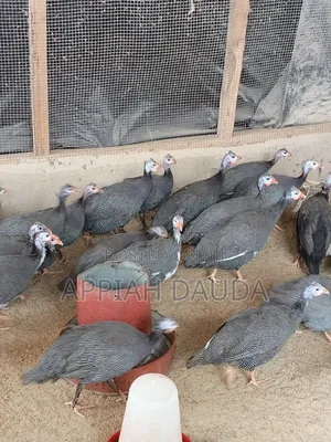 Guinea Fowl
