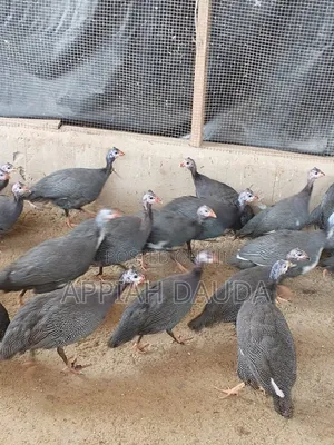 Guinea Fowl