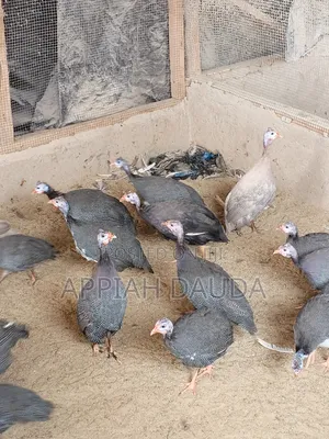 Guinea Fowl