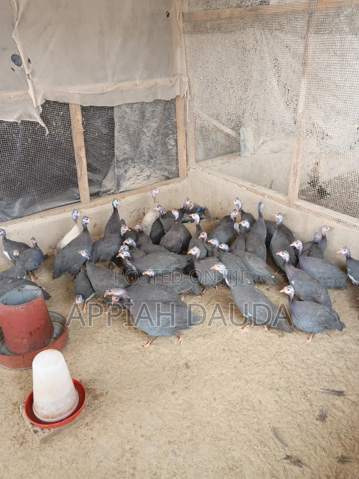 Guinea Fowl