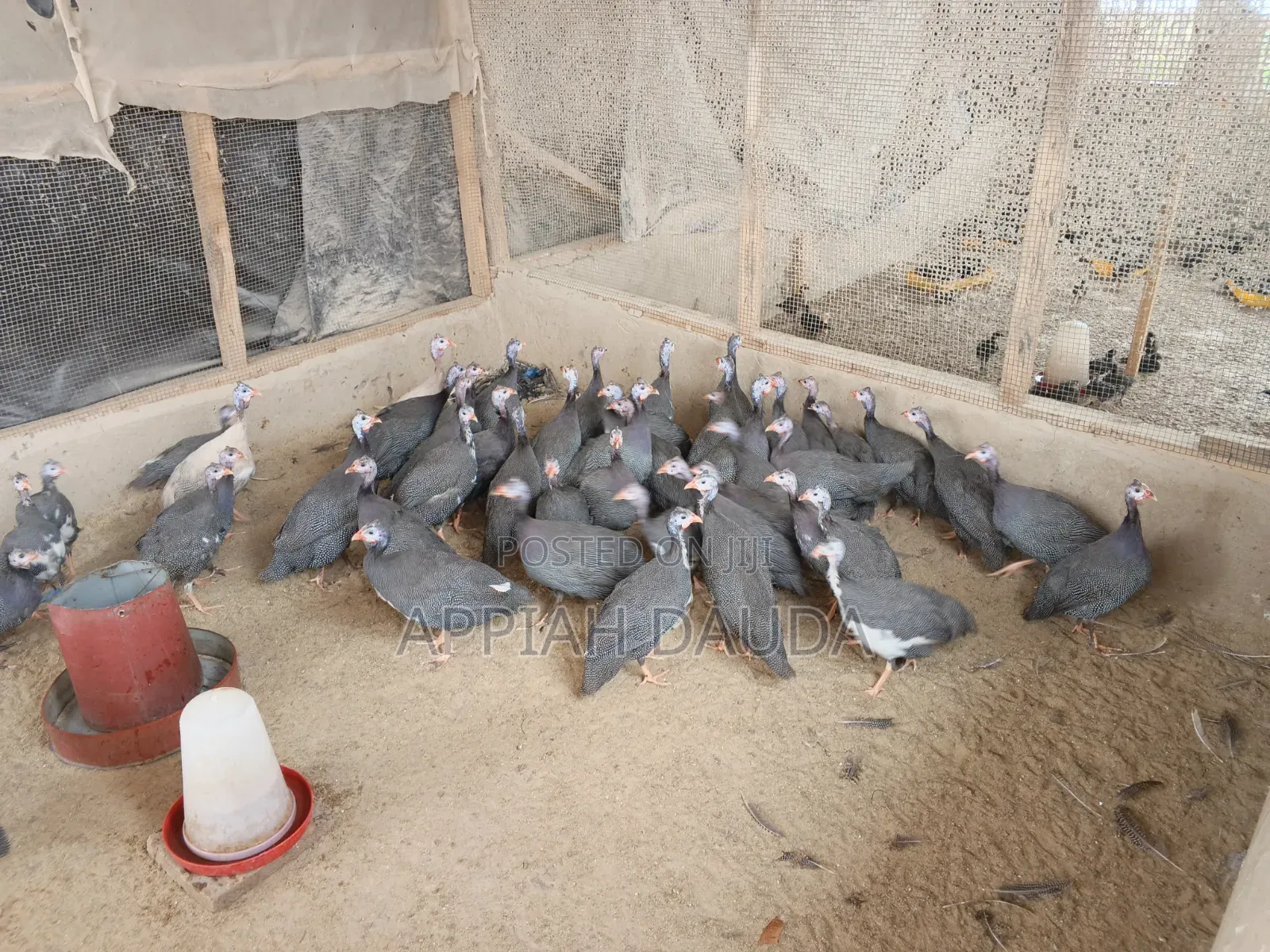 Guinea Fowl