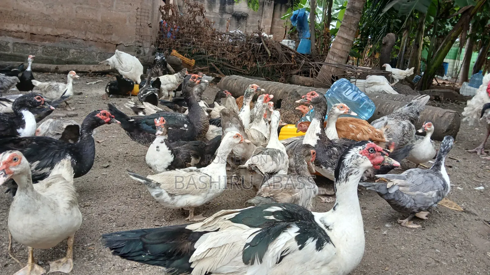 Backyard Raised Muscovy Ducks