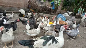 Backyard Raised Muscovy Ducks
