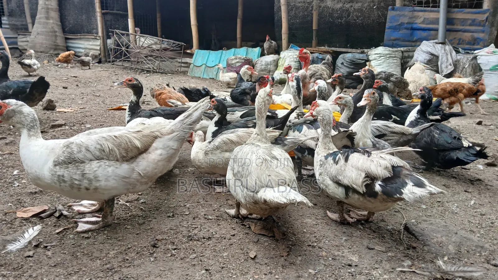Backyard Raised Muscovy Ducks
