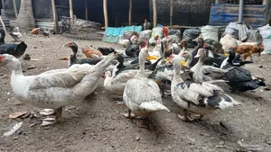 Backyard Raised Muscovy Ducks