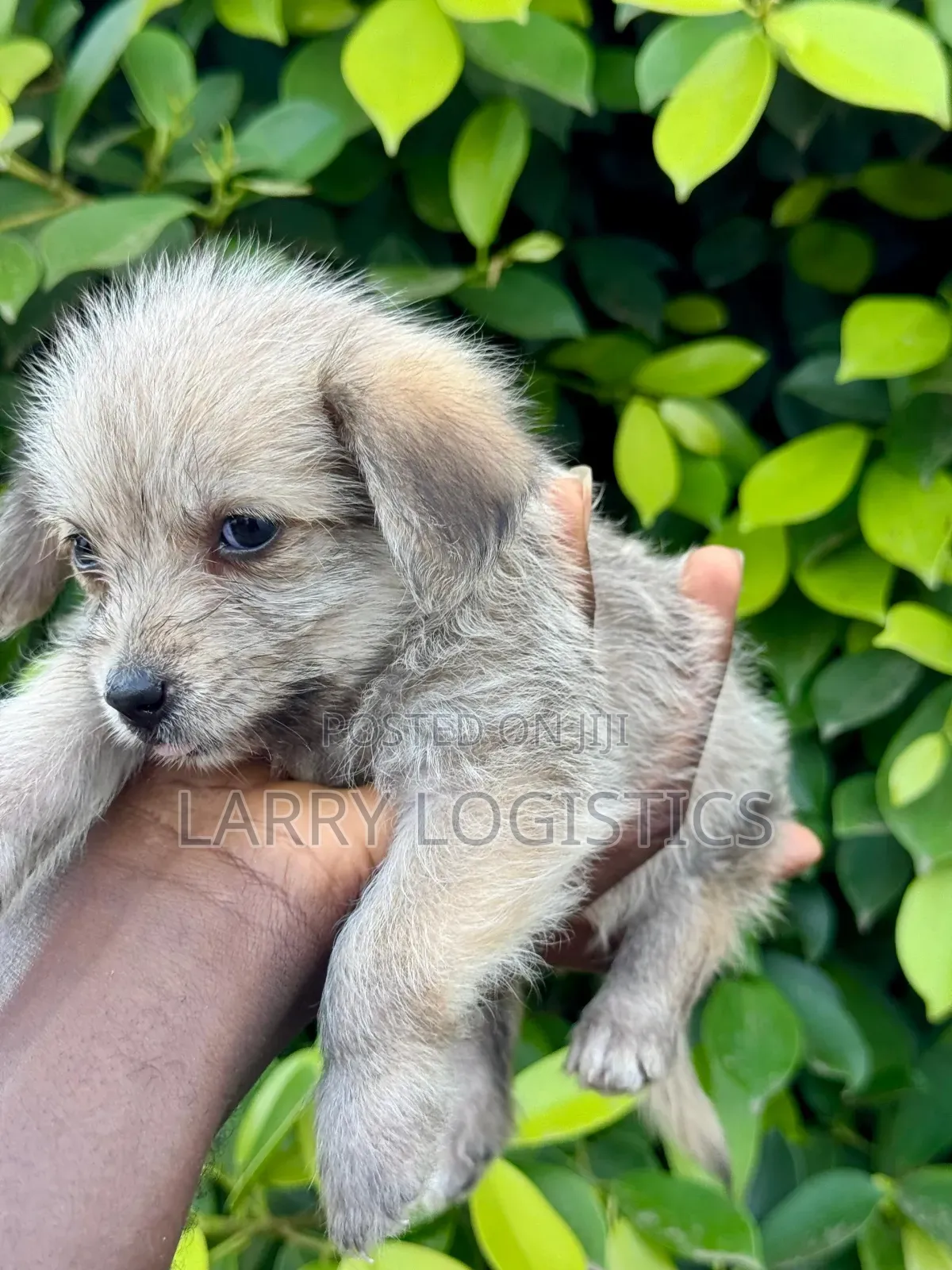 1-3 months Female Mixed Breed Poodle