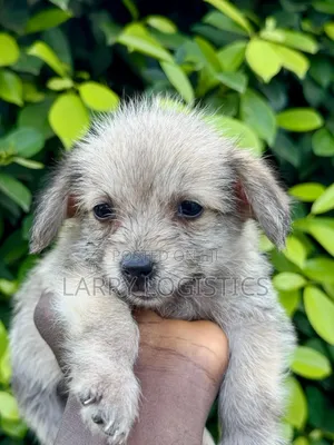 1-3 months Female Mixed Breed Poodle