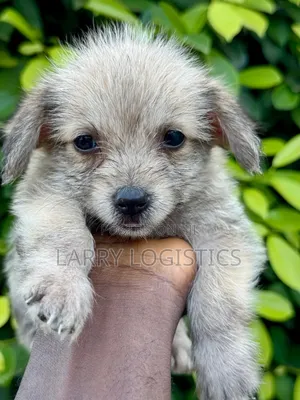 1-3 months Female Mixed Breed Poodle