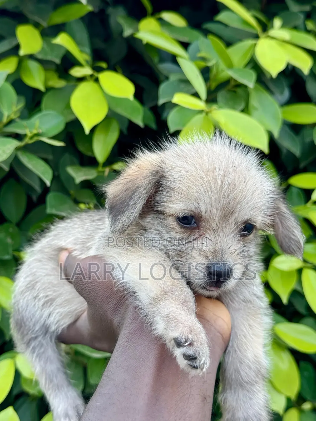 1-3 months Female Mixed Breed Poodle