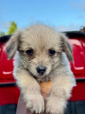 1-3 months Female Mixed Breed Poodle