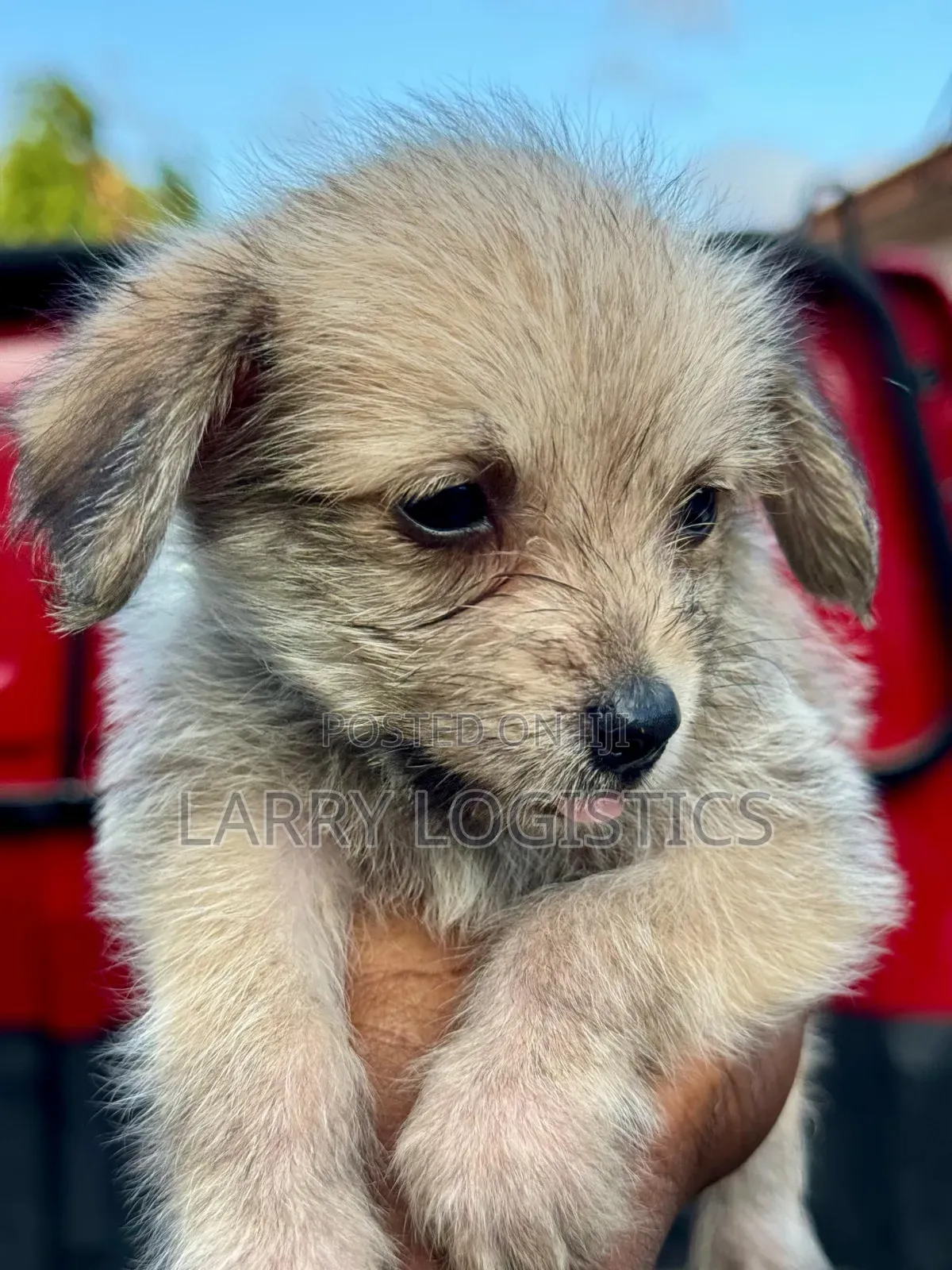 1-3 months Female Mixed Breed Poodle