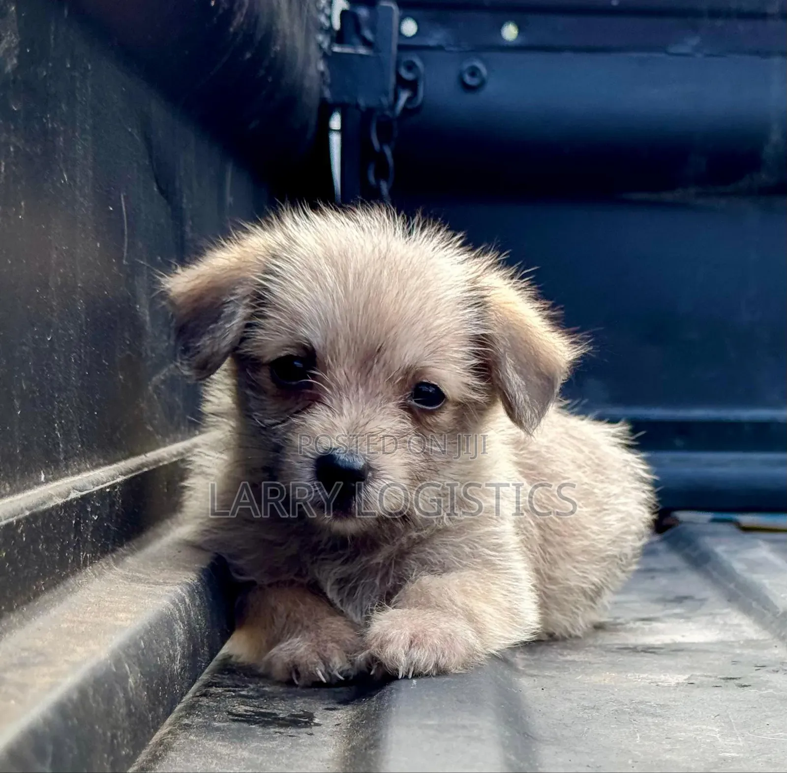 1-3 months Female Mixed Breed Poodle