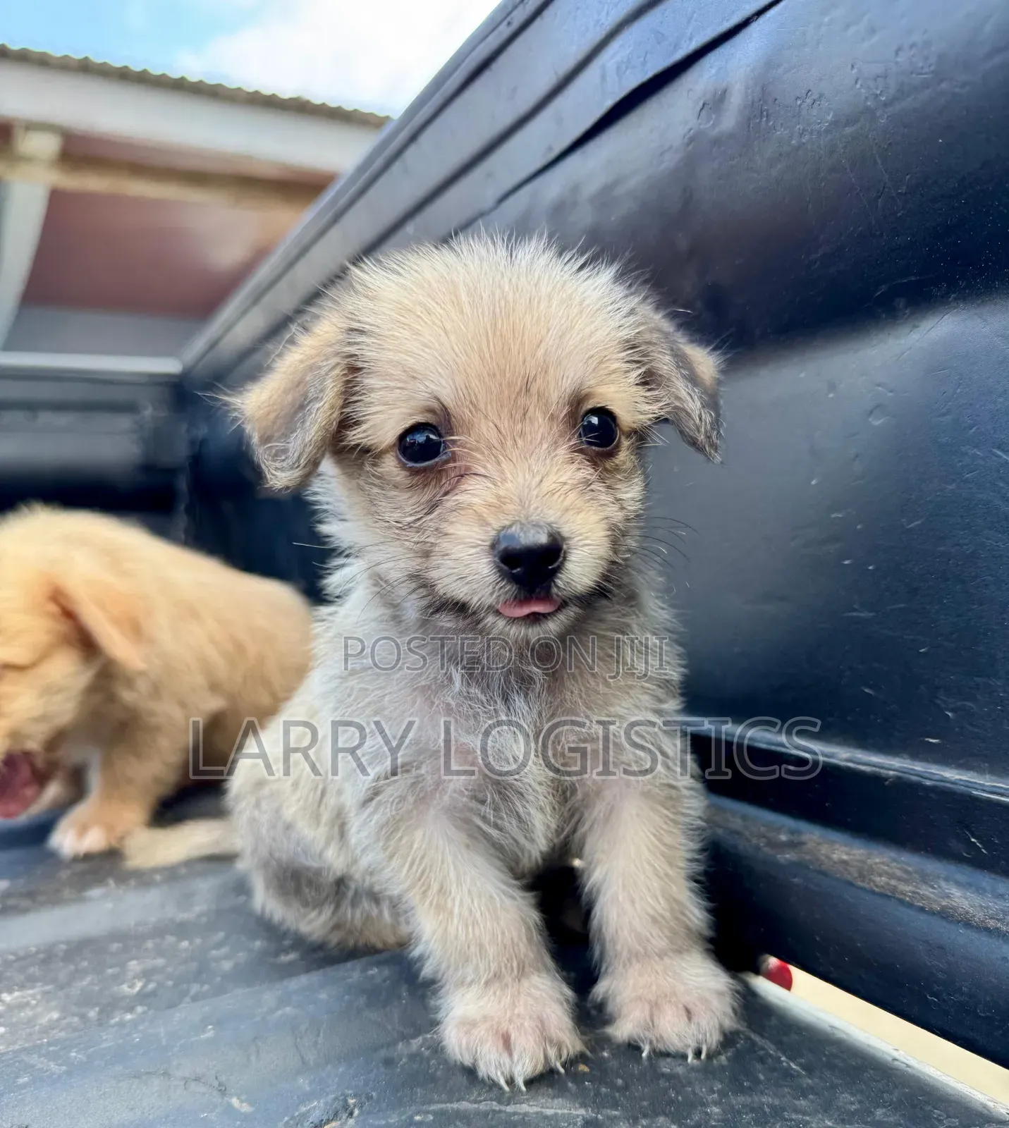 1-3 months Female Mixed Breed Poodle