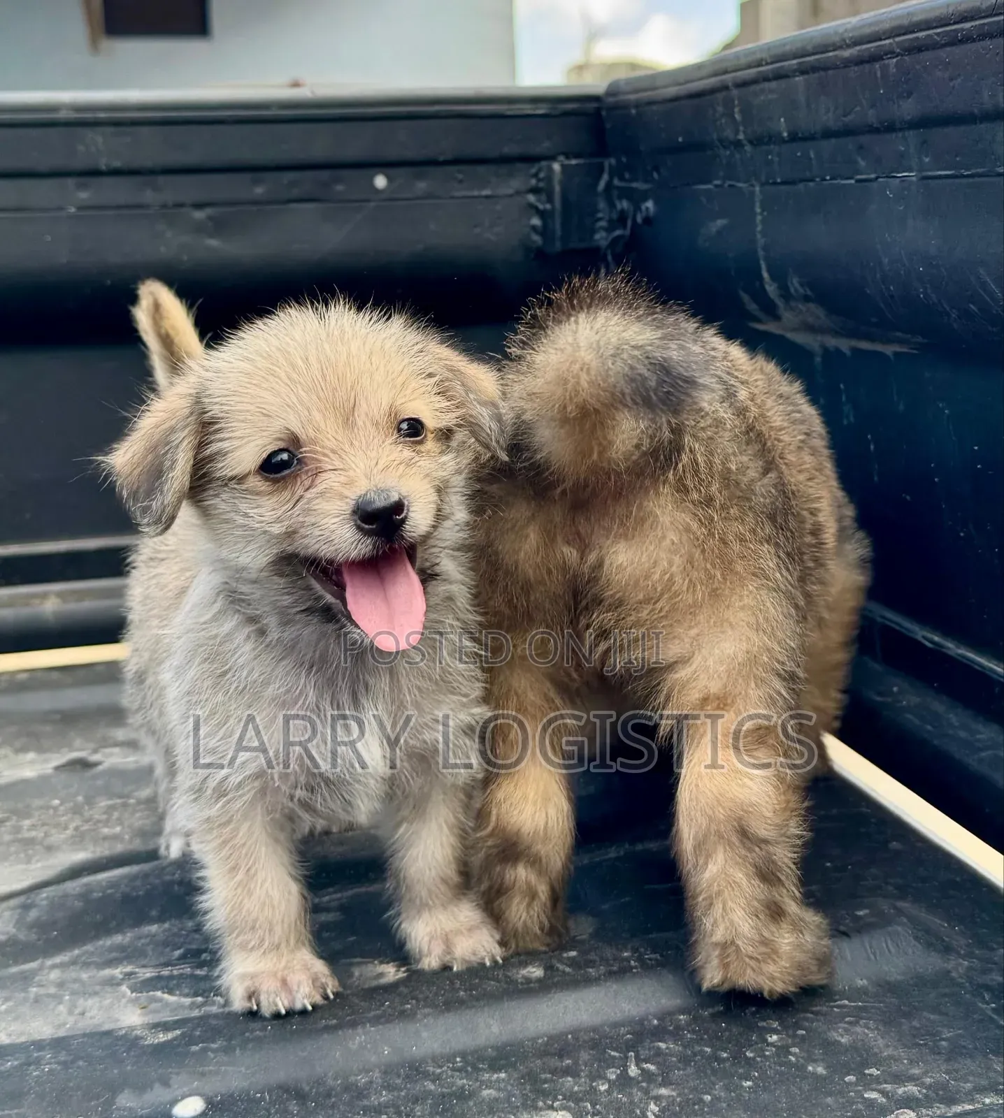 1-3 months Female Mixed Breed Poodle
