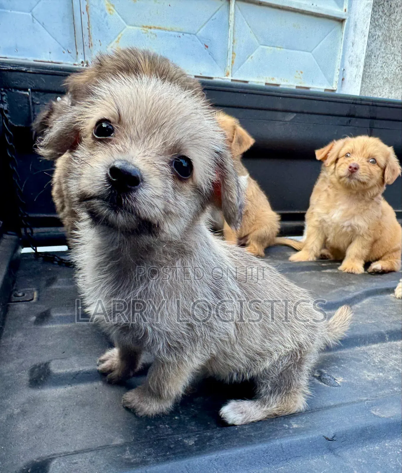 1-3 months Female Mixed Breed Poodle