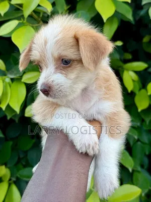 1-3 months Male Mixed Breed Poodle